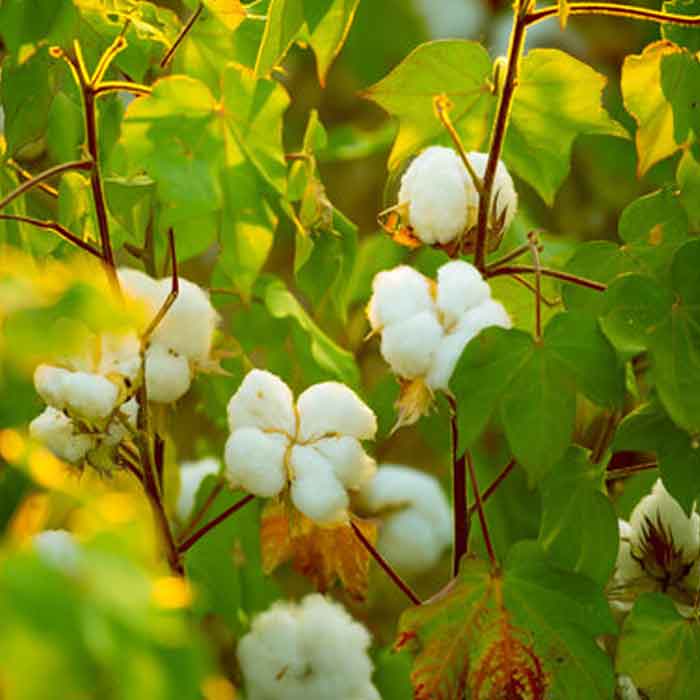 Cotton