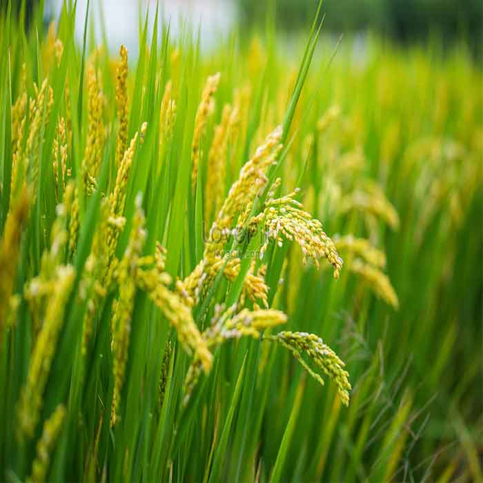 Rice