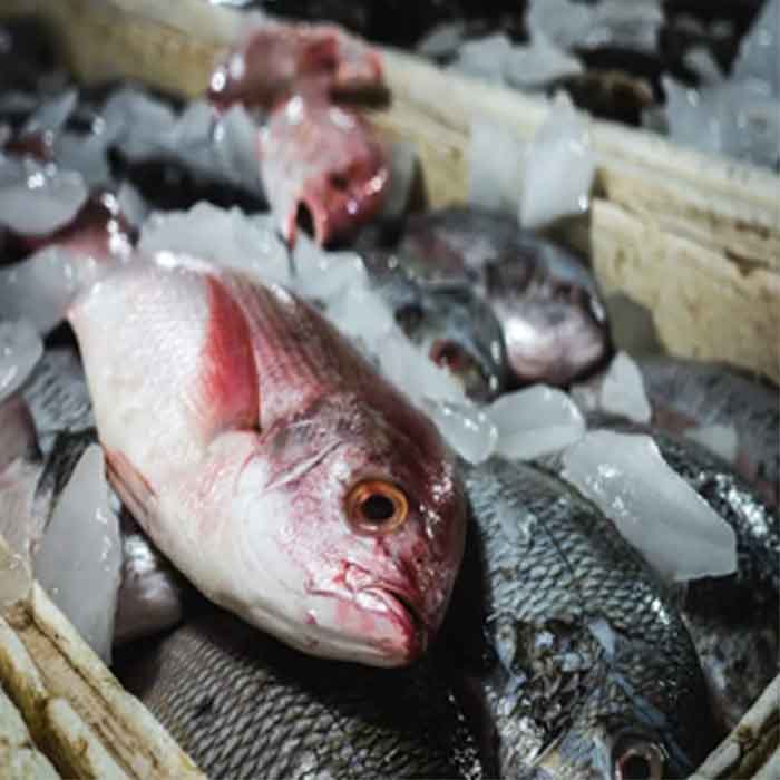 Fresh Black Snapper Fish