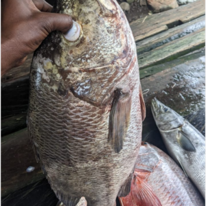 Buy Fresh Black Snapper Fish in Bulk