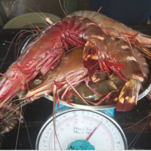 Buy Fresh & Dry Prawns in Bulk