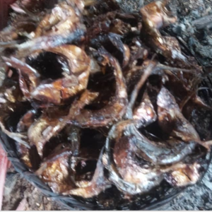 Dry Sawa Fish | Bonga Fish in Bulk