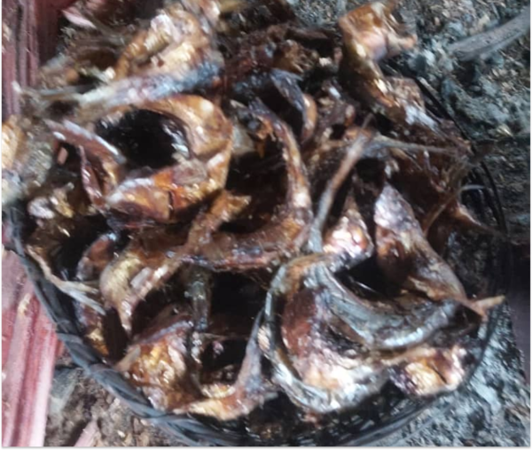 Dry Sawa Fish | Bonga Fish in Bulk