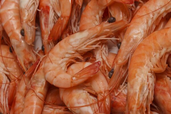 Argentine Red Shrimps